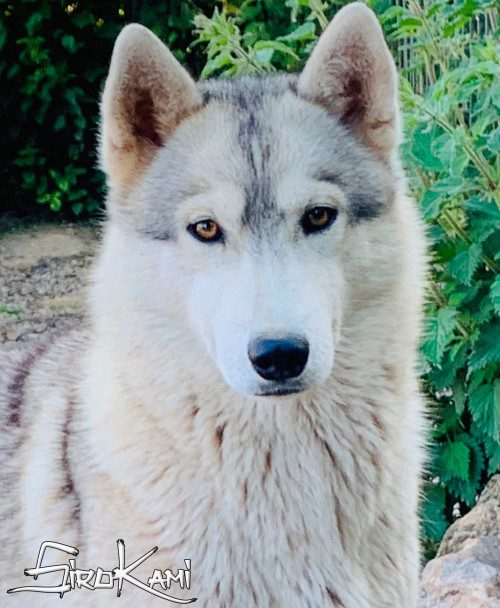 hembras husky siberiano