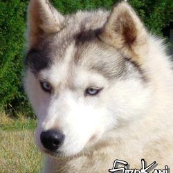 Husky Gris: Características, Tipos y Colores con FOTOS