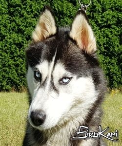 husky siberiano hembra negra husky-siberiano-hembra-negra