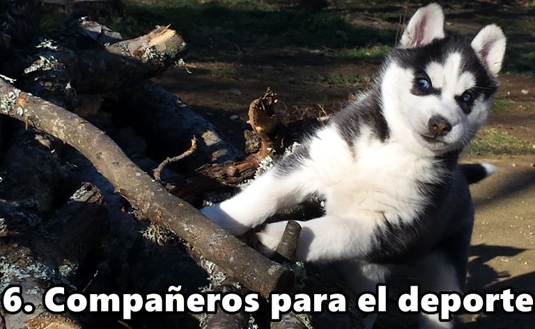 husky-compañeros-deporte