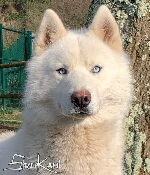 husky blanco