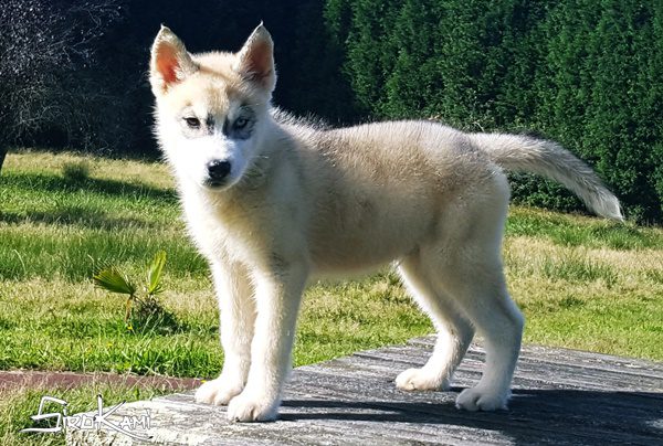 husky siberiano adulto2