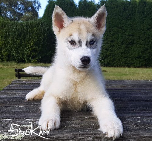 husky siberiano adulto3