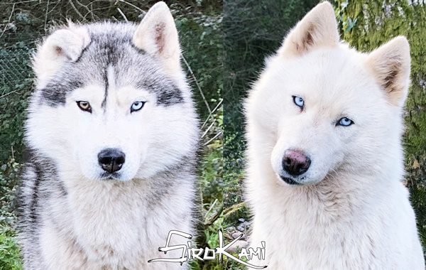 Camada huskys siberianos 2026