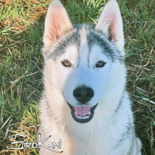husky siberiano joven