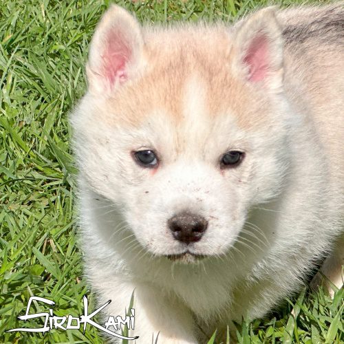 husky gris cachorro husky gris