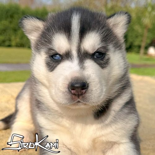 husky blanco con negro