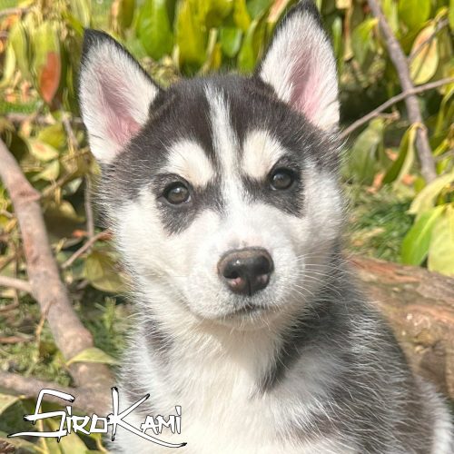 husky negro