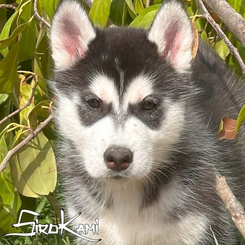 husky negro
