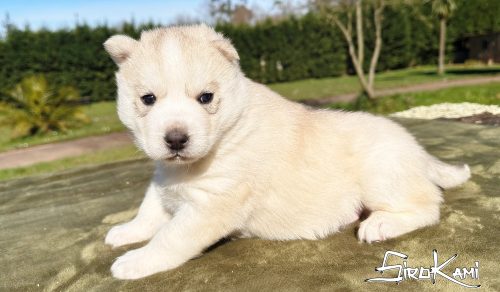 cachorros husky gris2