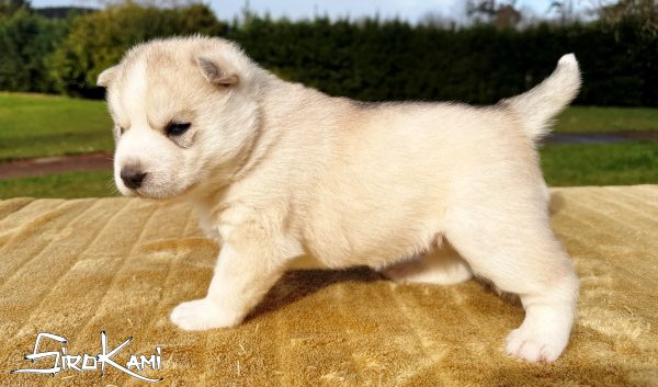cachorros husky gris4