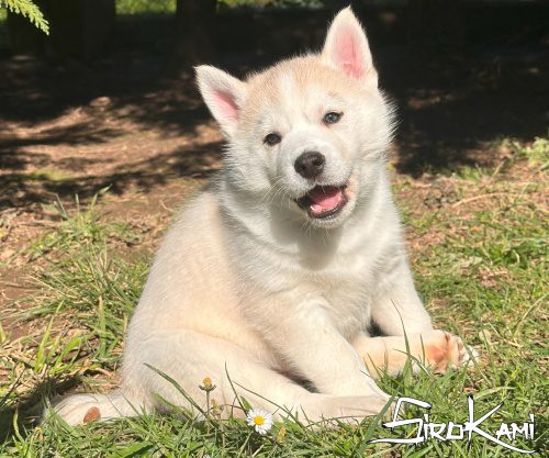 cachorros husky siberiano gris