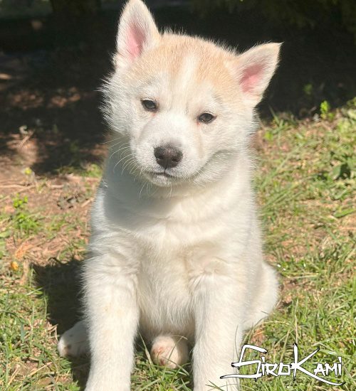 cachorros husky siberiano gris2