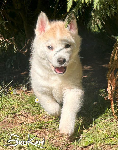 cachorros husky siberiano gris3
