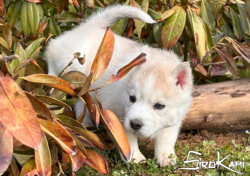 husky gris 2