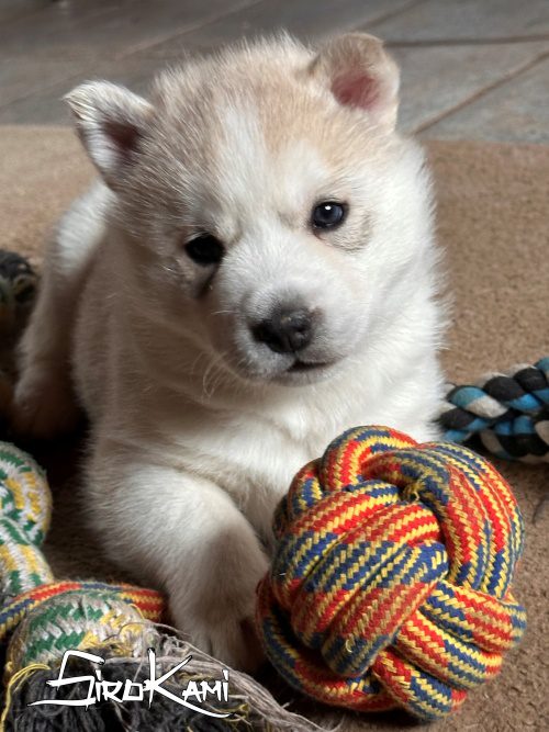 husky gris 3