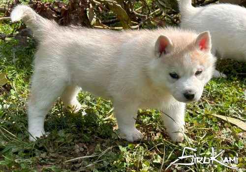 husky gris 4