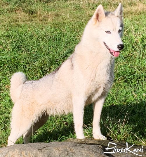 husky hembra gris 2