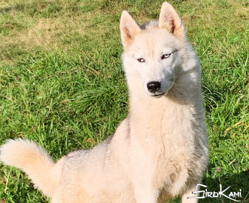 husky hembra gris