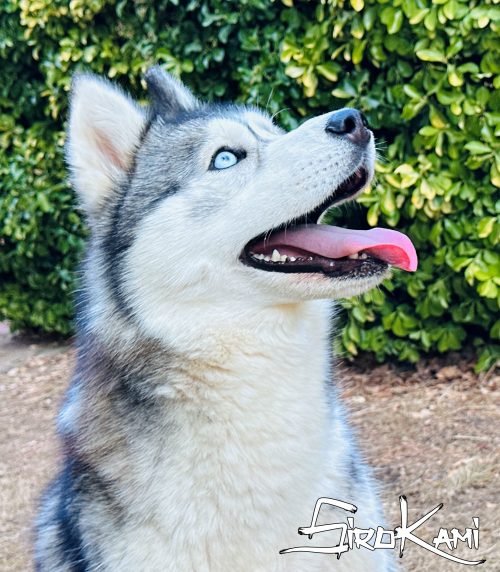 hembra husky gris lobo 2