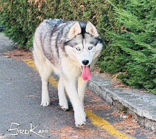 hembra husky gris lobo 3