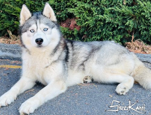 hembra husky gris lobo 4