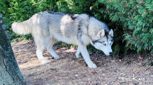 hembra husky gris lobo 5