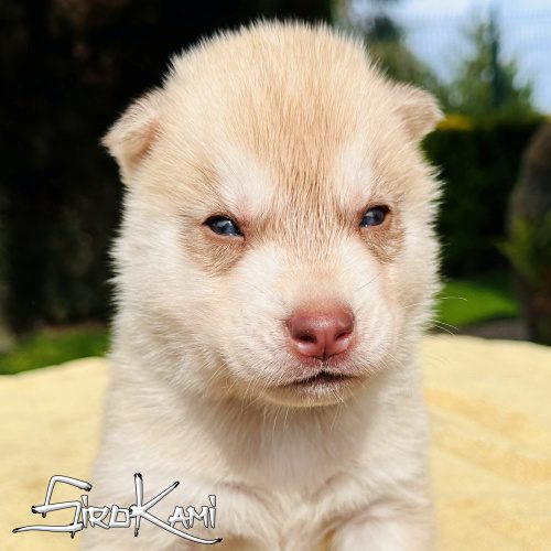 cachorro husky crema
