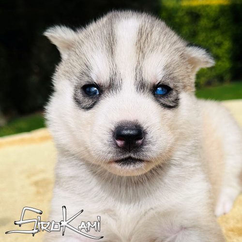 cachorro husky gris ojos diferentes