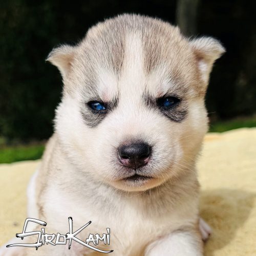 cachorro husky ojos azules
