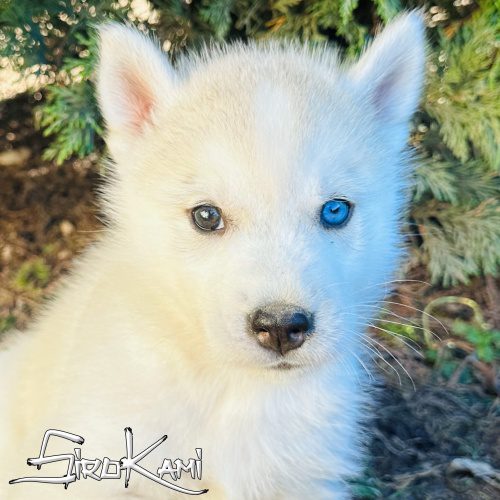 husky blanco y gris cachorro