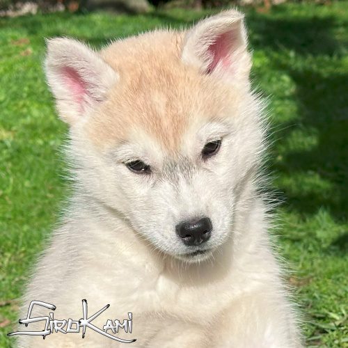 husky hembra gris