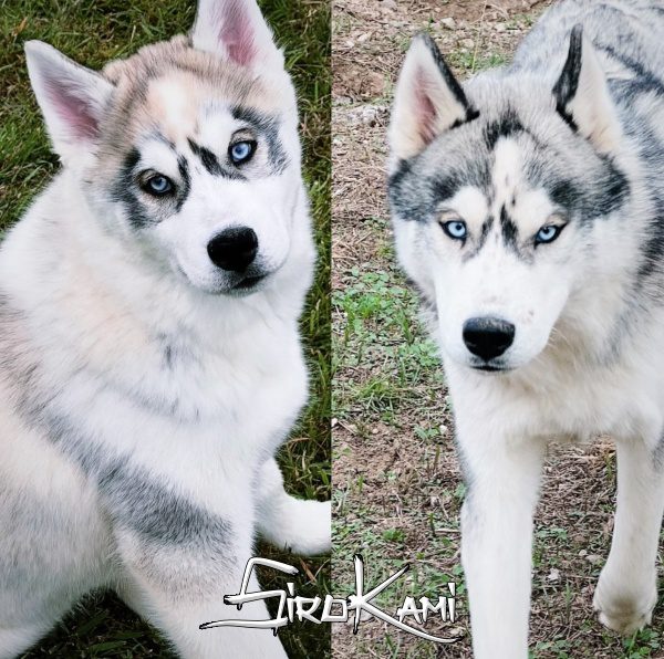Husky gris lobo evolucion urus del sirokami