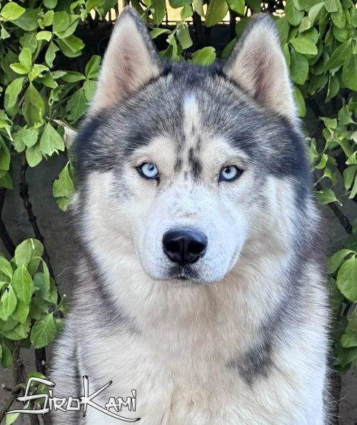 husky gris