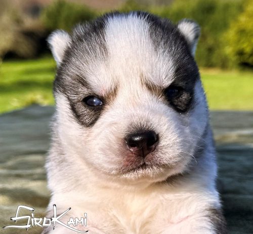 husky gris lobo urus del sirokami 3