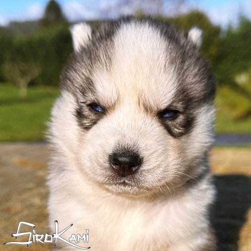 husky gris lobo urus del sirokami 4