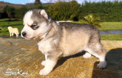 husky gris lobo urus del sirokami 5