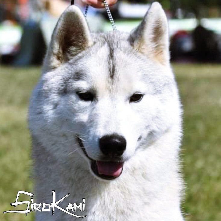 husky hembra gris y blanco ray may del sirokami 2
