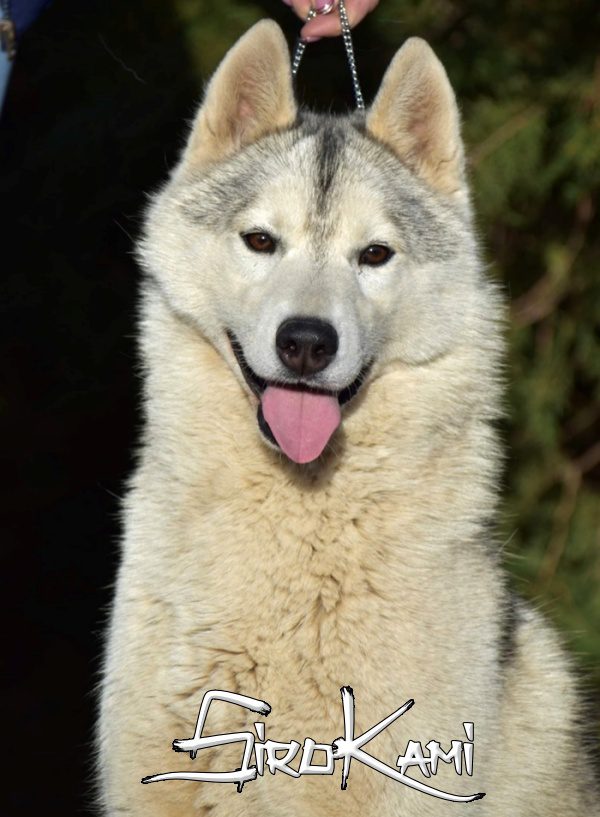 husky hembra gris y blanco ray may del sirokami 3