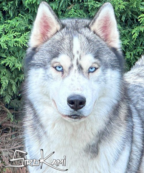 husky macho gris lobo husky gris lobo