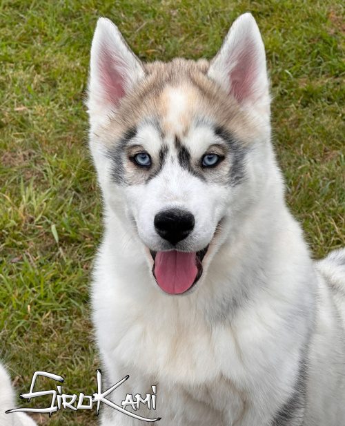 husky siberiano gris cachorro 2