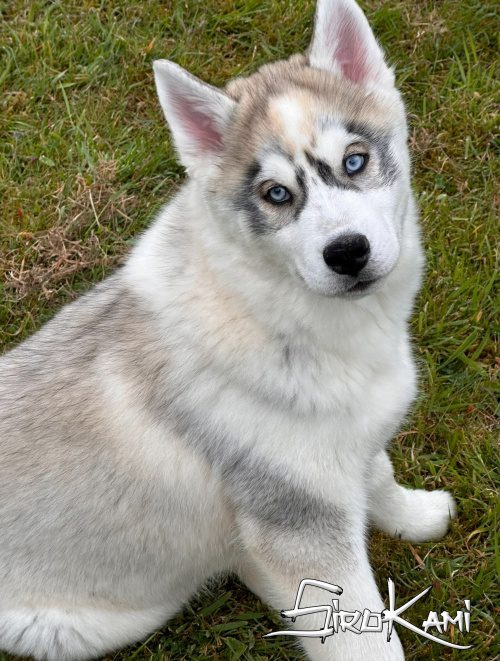 husky siberiano gris cachorro