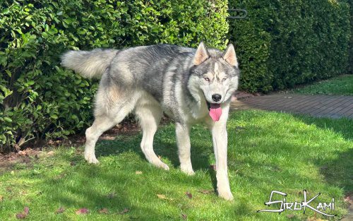 husky siberiano gris lobo 3