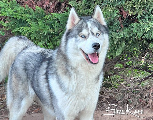 husky siberiano gris lobo 5