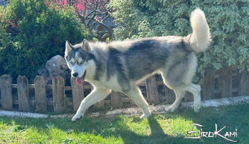 husky siberiano gris lobo 6