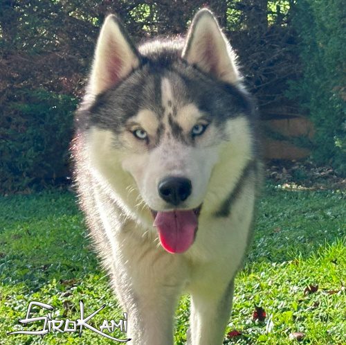 husky siberiano gris lobo