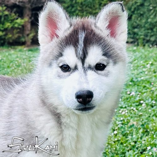cachorra siberian husky hembra negro y blanco cachorra husky