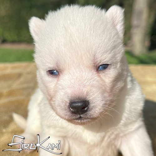 cachorro de husky blanco