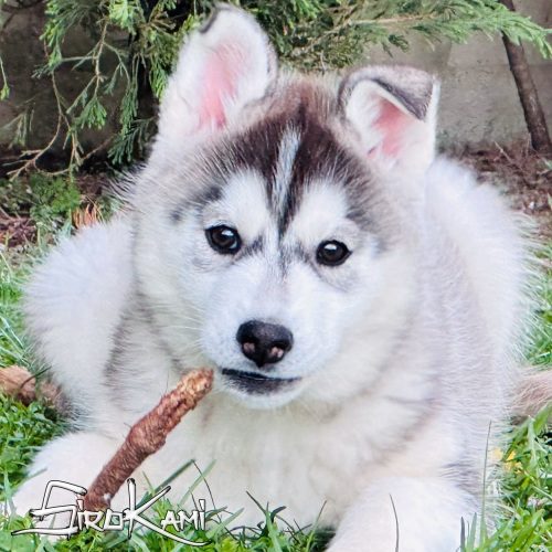 husky negro
