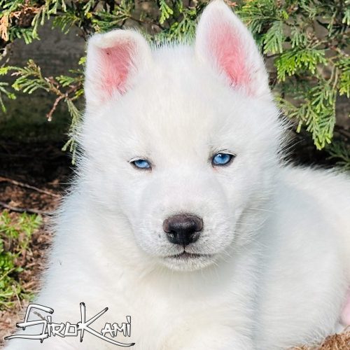 cachorro husky blanco